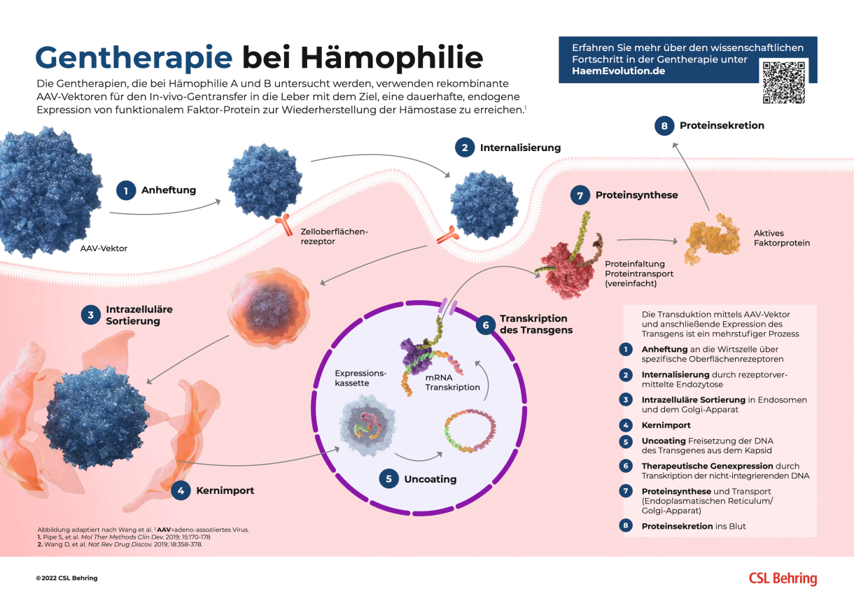 Gentherapie für Hämophilie 